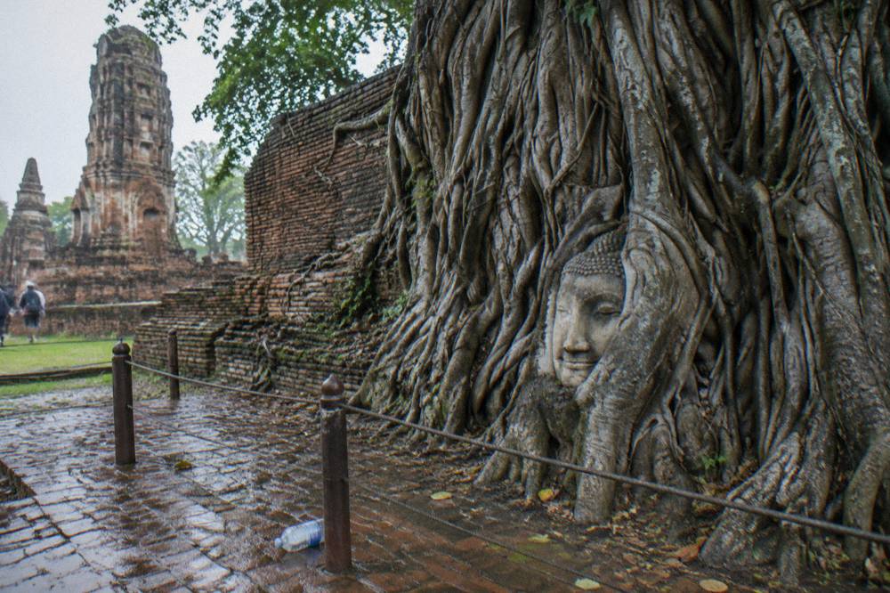 Stone Buddha head enclosed by tree roots at a ruined temple wall