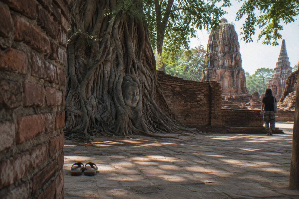 Ancient brick temple walls and tree roots at a shaded temple enclosure